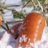 winter2carrot